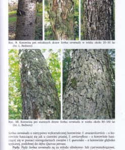 Jarząb brekinia Sorbus torminalis (L.) Crantz w Polsce