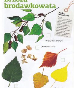 Drzewa naszych lasów