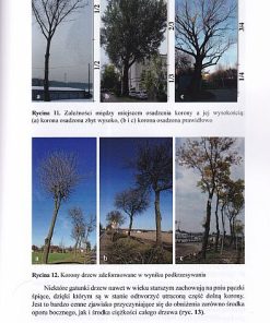 Pielęgnowanie drzew starszych i co dalej?